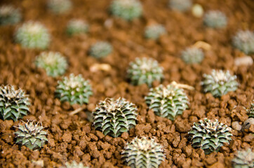 Macro closeup of Miniature Saguaro, Euphorbia aeruginosa, south africa. soft focus