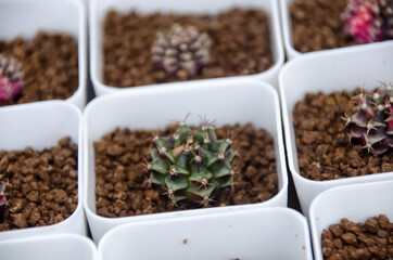 Cactus in square pots.  Tree market. Thailand