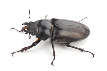 Female of stag beetle (Lucanus cervus) isolated on white