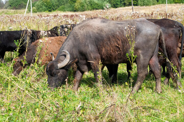 Naklejka na ściany i meble Buffalo eating grass in the pasture on a summer day