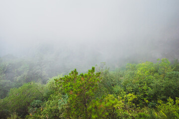 Fototapeta na wymiar Trees covered in fog on Wugong Mountain in Jiangxi, China