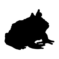 Sitting Horned Frog (Ceratophrys Ornata) On a Side View Silhouette Found In Map Of South America. Good To Use For Element Print Book, Animal Book and Animal Content