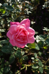 Pink Flower of Rose 'Magali' in Full Bloom
