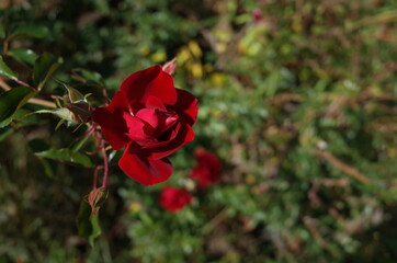 Red Flower of Rose 'Mainaufeuer' in Full Bloom
