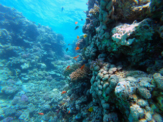 Fototapeta na wymiar Beautiful Coral Reef With Many Goldfishes In The Red Sea In Egypt. Blue Water, Hurghada, Sharm El Sheikh,Animal, Scuba Diving, Ocean, Under The Sea, Underwater, Snorkeling, Tropical Paradise, Goldfish