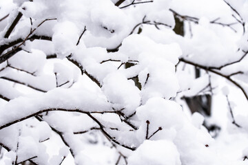 Tangles of brown branches that are covered with fresh light and fluffy snow creating interesting contrasting patterns.