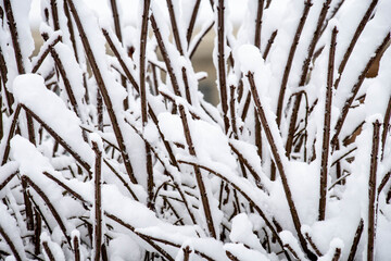 Tangles of brown branches that are covered with fresh light and fluffy snow creating interesting contrasting patterns.