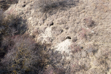 Fox holes. Colony of foxes on slopes of mountain hills. Big hole in land is wild animal. System of underground passages and holes. Traces of foxes in wild.