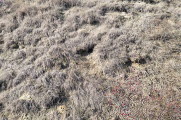 Fox holes. Colony of foxes on slopes of mountain hills. Big hole in land is wild animal. System of underground passages and holes. Traces of foxes in wildof bird's eye view