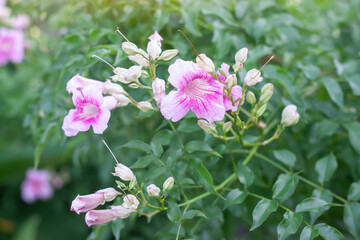 Obraz premium Pink trumpet vine or Podranea ricasoliana bloom in the garden with sunlight on blur nature background.