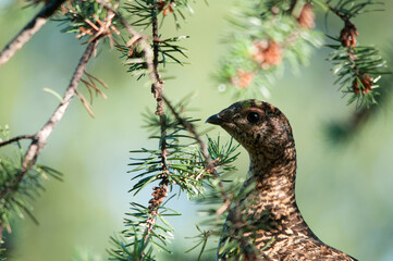 Partridge Stock Photos.  Partridge head close-up profile view. Portrait. Image. Picture. Spruce needles foreground. Blur background