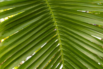 beautiful natural green palm trees in the rainforest