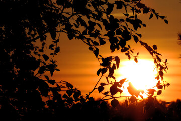    sunset orange sky black silhouettes of branches and leaves      