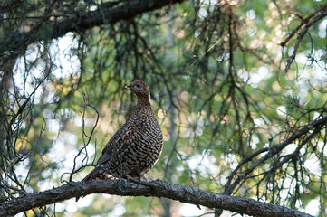 Partridge Stock Photos. Autumn season partridge. Brown feathers plumage. Perched on tree branch in forest.  Image. Picture. Portrait.
