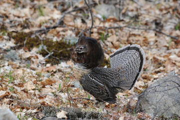 Partridge Bird Stock Photos.  Grouse struts mating plumage.  Image. Portrait. Picture. Autumn season. Mating season. Fan tail. Brown colour feathers plumage.