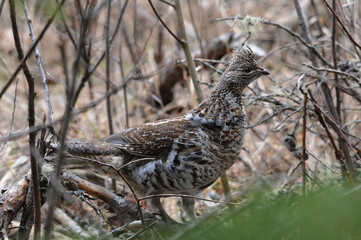 Partridge Stock Photos.  Partridge close-up profile view walking in the forest in the autumn season displaying brown feathers plumage in its environment and habitat. Image. Picture. Portrait.