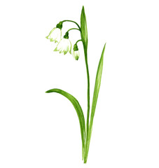 watercolor drawing summer snowflake