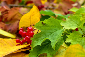 Red viburnum berries and green, yellow, dry leaves