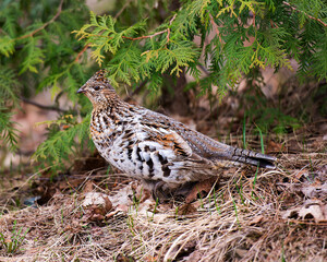 Partridge Stock Photos. Partridge bird close-up profile view walking in the forest in the autumn season displaying brown feathers plumage in its environment and habitat. Image. Picture. Portrait.