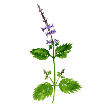 Watercolor Drawing Tulsi