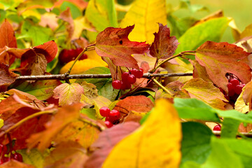 Close-up shot of dry yellow leaves and viburnum berries.