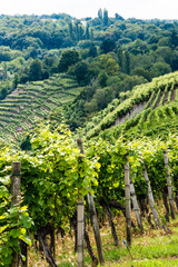 Fototapeta na wymiar Vineyards in Stuttart - Bad Cannstatt: Very steep hills along river Neckar