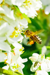 Bee: Honey Bee collecting pollen on wild flowers. Closeup details of small insect. Endangered wildlife in the UK. Natural background.