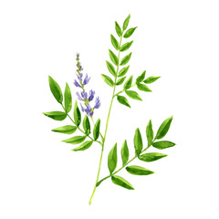 Fototapeta premium watercolor drawing licorice root