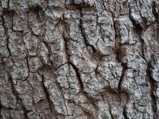 Close up brown wood texture background for nature concept.