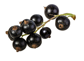 Fresh black-currants isolated on white background with clipping path