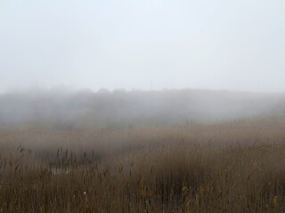 Beautiful rustic authentic landscape. Mist over the lake overgrown with reeds and grass
