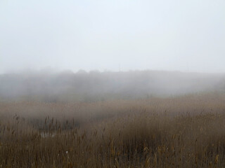 Naklejka na ściany i meble Beautiful rustic authentic landscape. Mist over the lake overgrown with reeds and grass