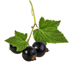 Fresh black-currants isolated on white background with clipping path