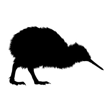 Walking Kiwi Bird (Apteryx australis) On a Side View Silhouette Found In New Zealand. Good To Use For Element Print Book, Animal Book and Animal Content