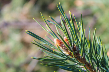 Naklejka na ściany i meble Close up on pine twig