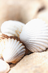 Muscheln am Strand - Sommer Sonne Sand und Meer - perfekter Urlaub bis ins Detail. 