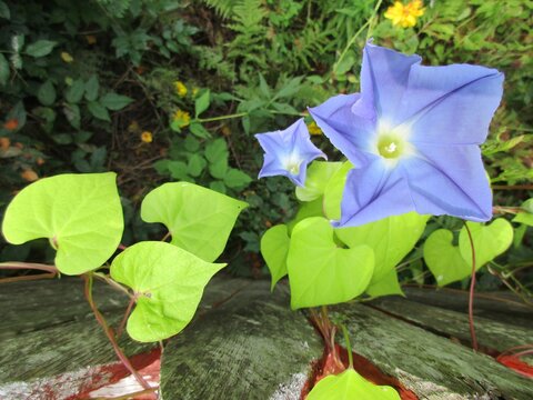 flower in the garden