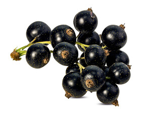 Fresh black-currants isolated on white background with clipping path