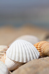 Fototapeta na wymiar Muscheln am Strand - Sommer Sonne Sand und Meer - perfekter Urlaub bis ins Detail. 