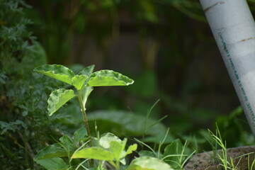 leaf
