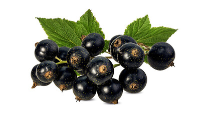 Fresh black-currants with leaf isolated on white background with clipping path