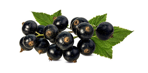 Fresh black-currants with leaf isolated on white background with clipping path