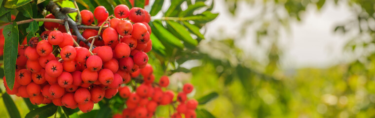 Banner / web / Panorama: Leuchtend rote Früchte / Vogelbeeren an einer Eberesche (lat.: Sorbus aucuparia)