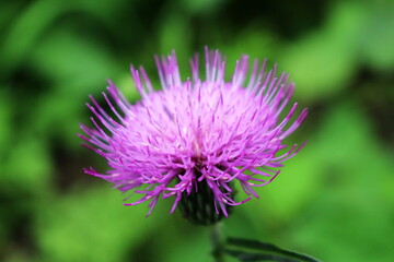 道ばたに咲いた一輪のアザミ