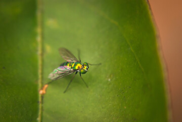 Macro of a green fly on a green leaf