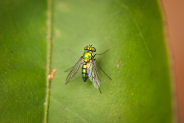 Macro of a green fly on a green leaf