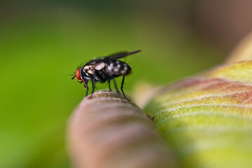 Macro of a fly on a green leaf