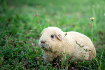 A cute fatty guinea pig is freedom running and playing on grass yard with outdoor environment. Animal portrait, face focus photo.