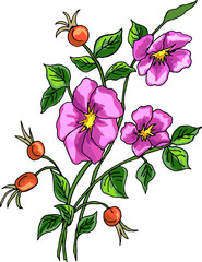 Pink flowers of wild rose