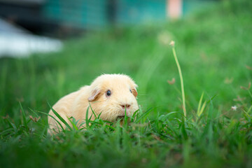 A cute fatty guinea pig is freedom running and playing on grass yard with outdoor environment. Animal portrait, face focus photo.